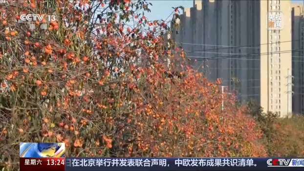 城市里的柿子不能摘 要留给小鸟吃 生态美景引来万鸟啄柿