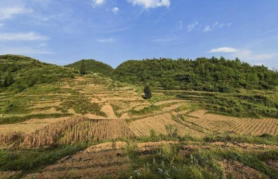 “红军药”变身“金疙瘩” 小红薯助力乡村振兴