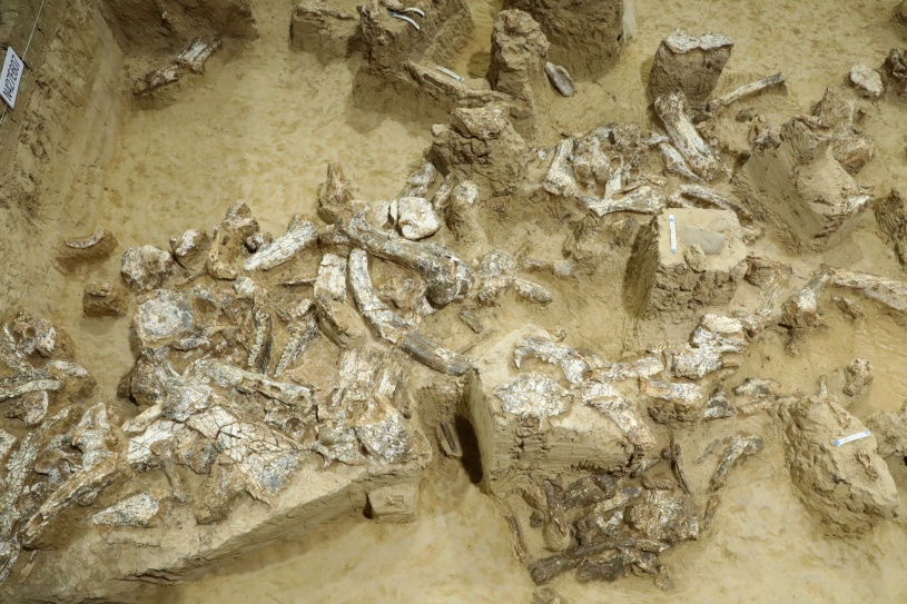 发现迄今欧亚内陆同时代最完整直立人头骨化石
