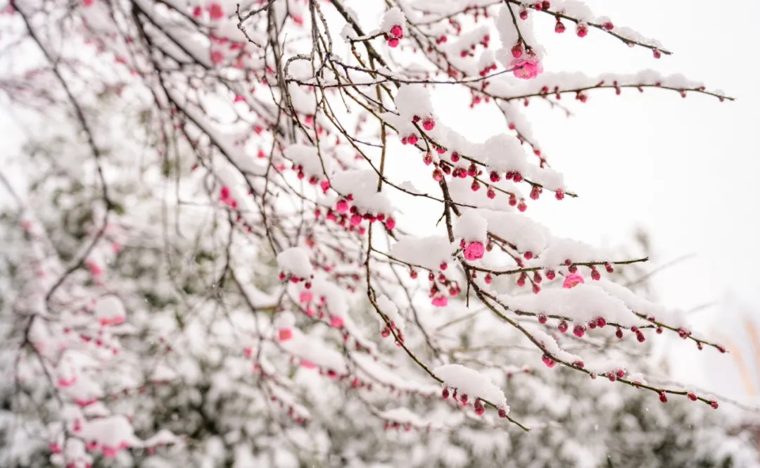 东林祖庭壬寅新年第一场瑞雪