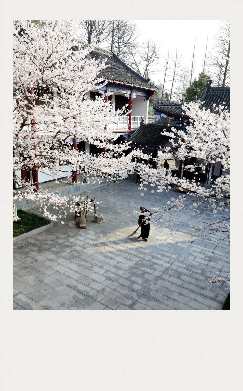 五祖寺的樱花开了