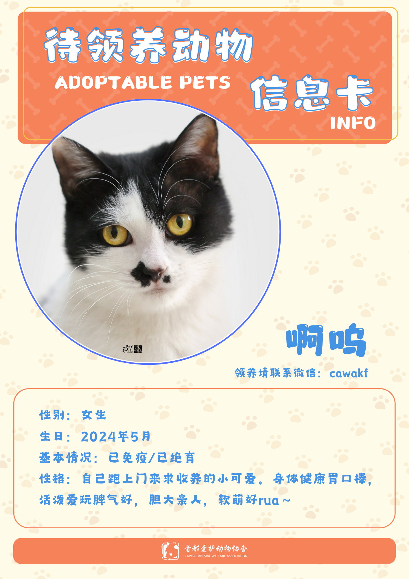 啊呜-猫-2024年5月