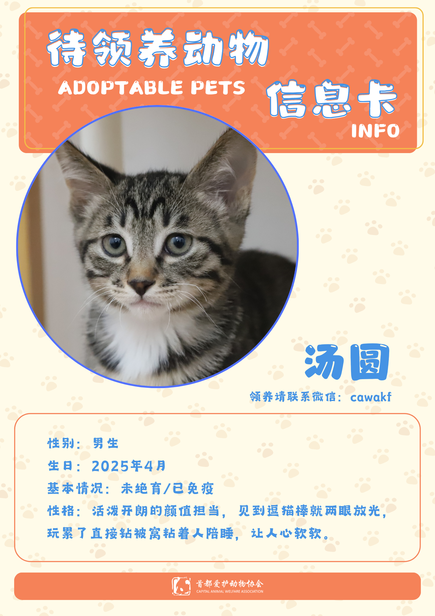 汤圆-猫-2025年4月