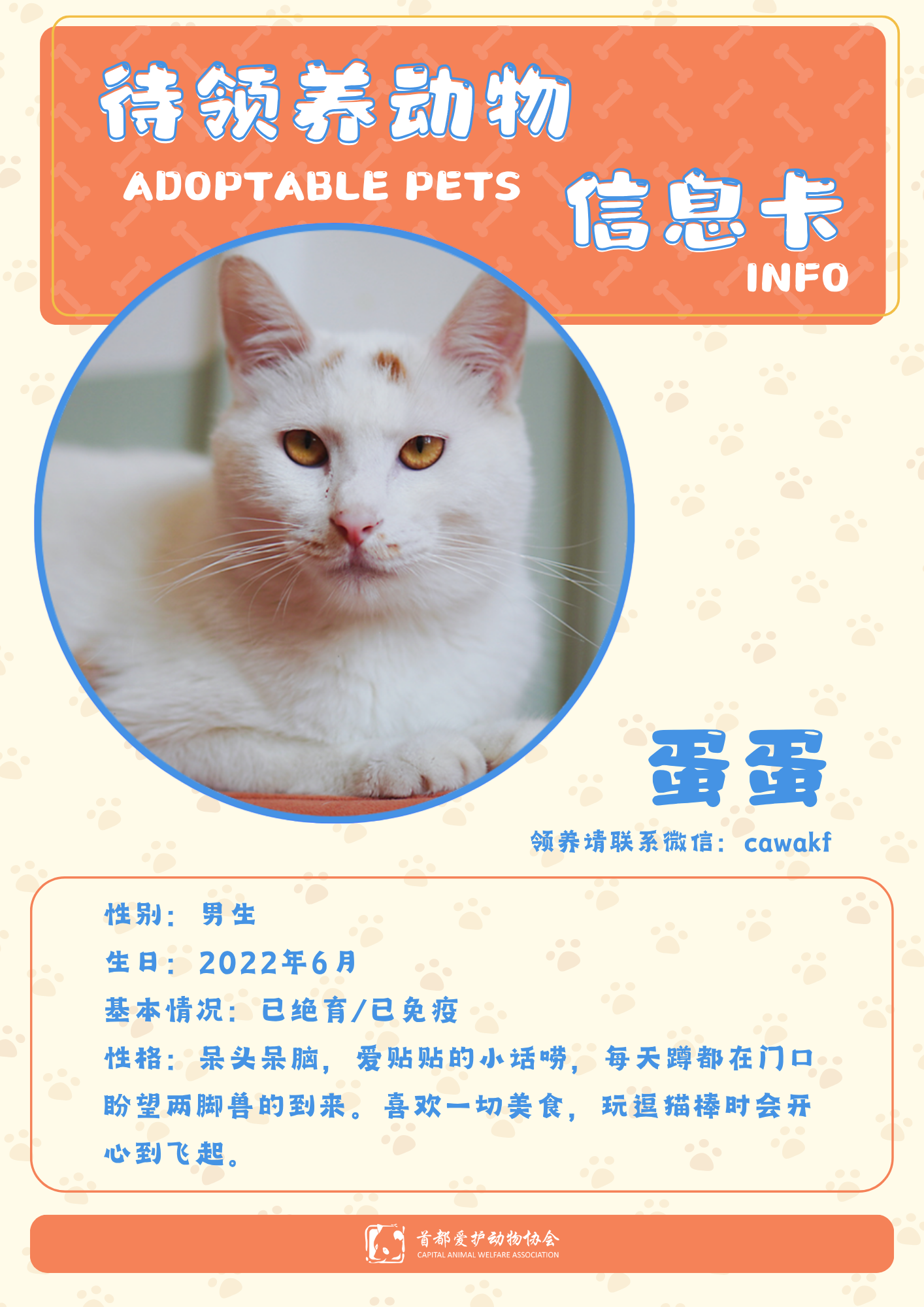 蛋蛋-猫-2022年6月