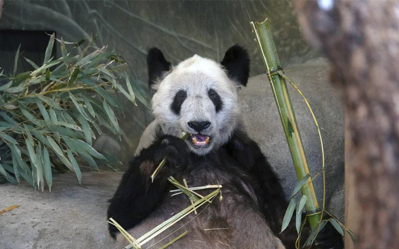 美國孟菲斯動物園為大熊貓“丫丫”辦告別派對